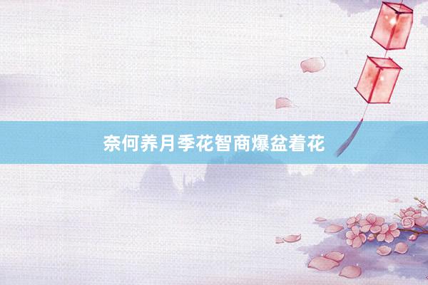 奈何养月季花智商爆盆着花